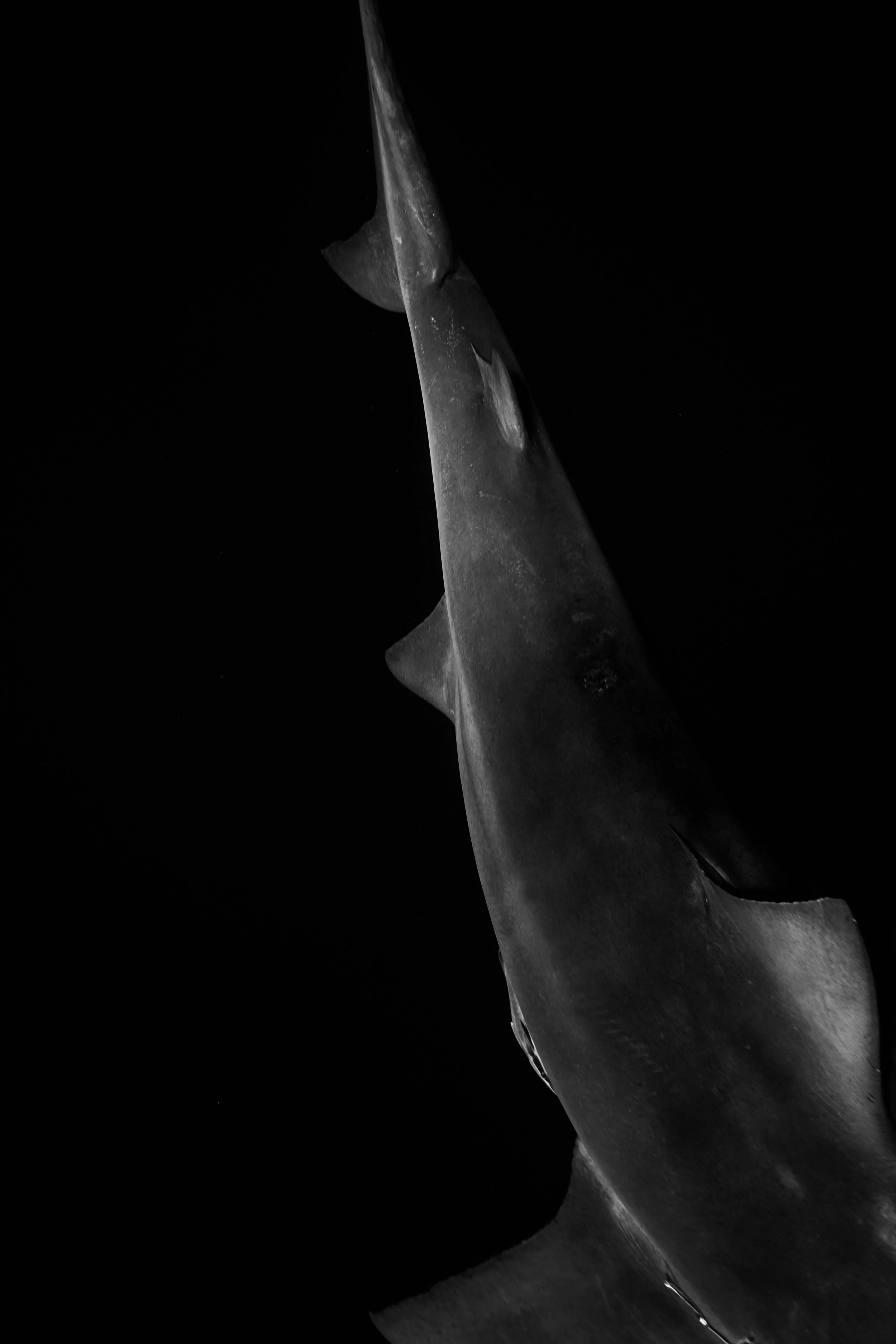 "From Above B/W"