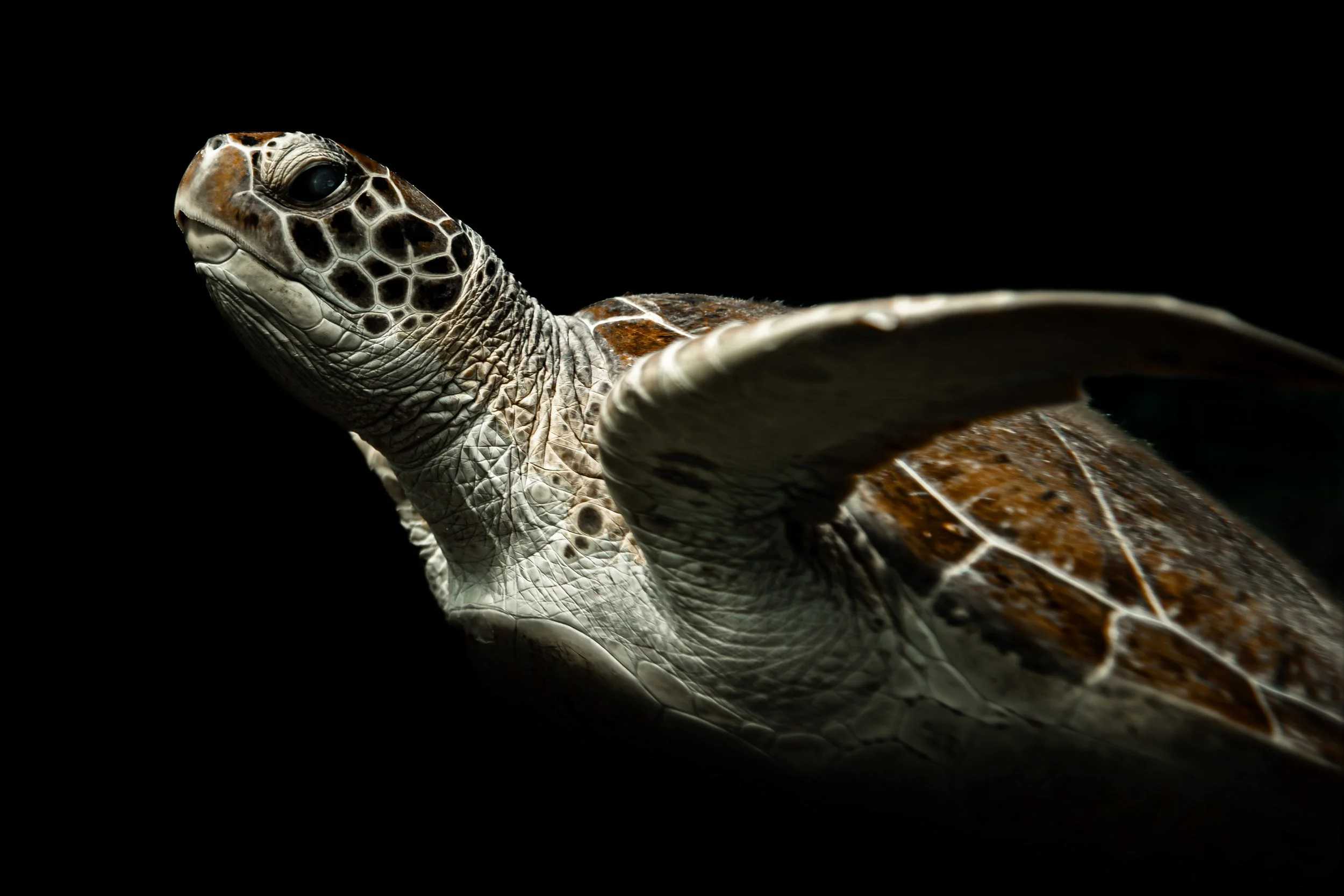 A close-up photo of a sea turtle's head and part of its shell against a black background.