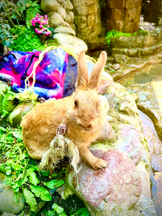 rabbit at the White Spring Temple.png