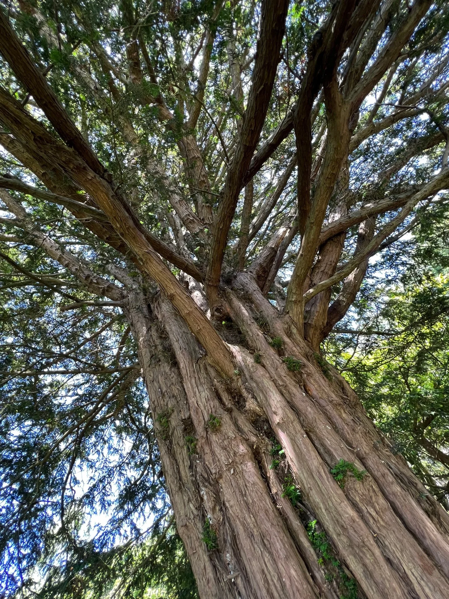 An old tree on Chalice Hill