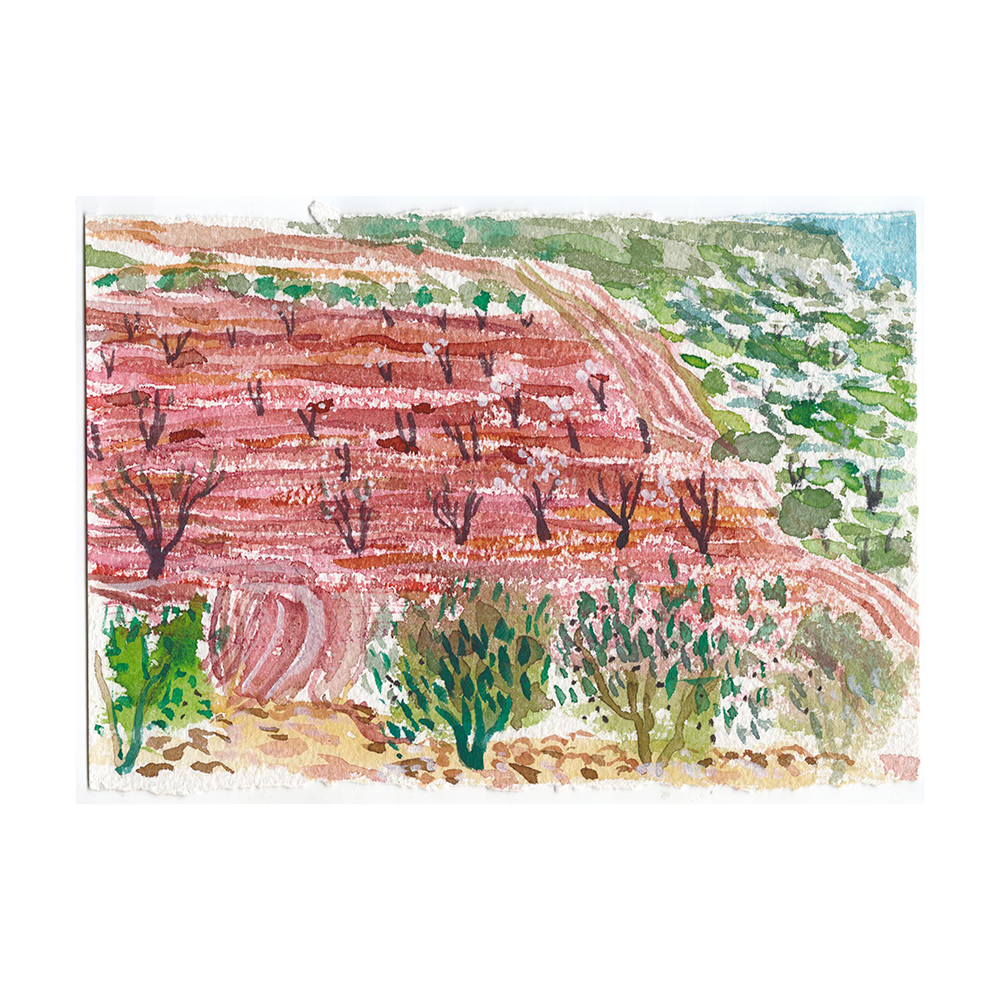 Pink Field of Almonds Watercolour 15cm x 21cm.png