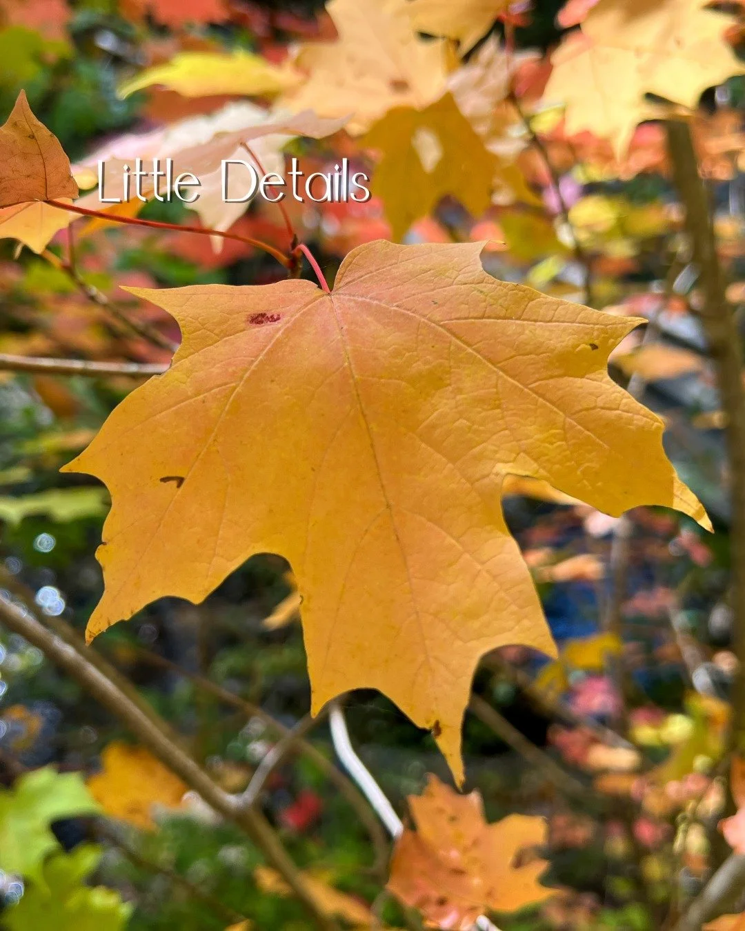 Look at this color! Each leaf is a tiny work of art. Chris took this photo while we were hiking at Smalls Falls. We just had to stop and appreciate the details today. It's a great reminder to slow down and notice the little things that make life so b
