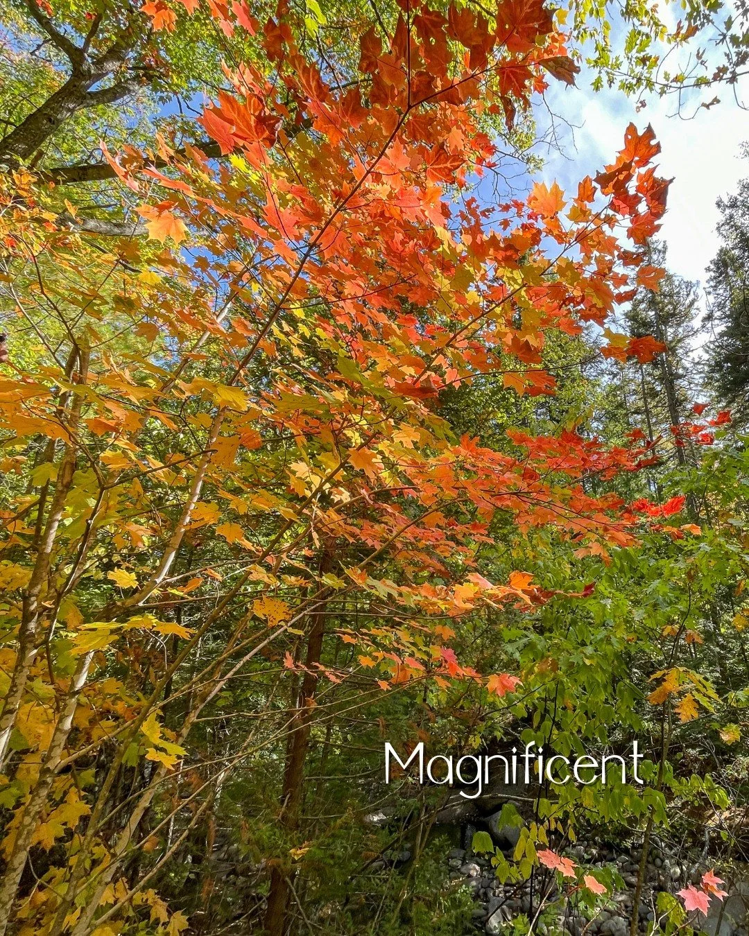"A magic covering spreads over the whole forest, and brightens into more gorgeous hues. The tree-tops seem bathed with the gold and crimson of an Italian sunset... Magnificent Autumn! " -- Henry Wadsworth Longfellow 

#magnificent #fall #ra