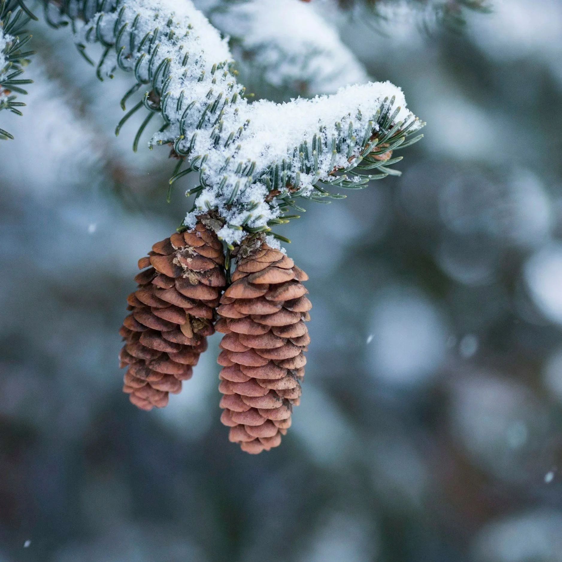 Exploring the Energy of Yule