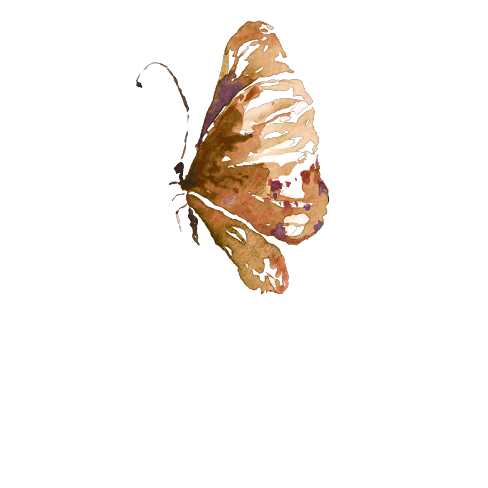 Diagram of the structure of a butterfly with labeled parts including forewing, hindwing, compound eye, antenna, head, zoom, and thorax.