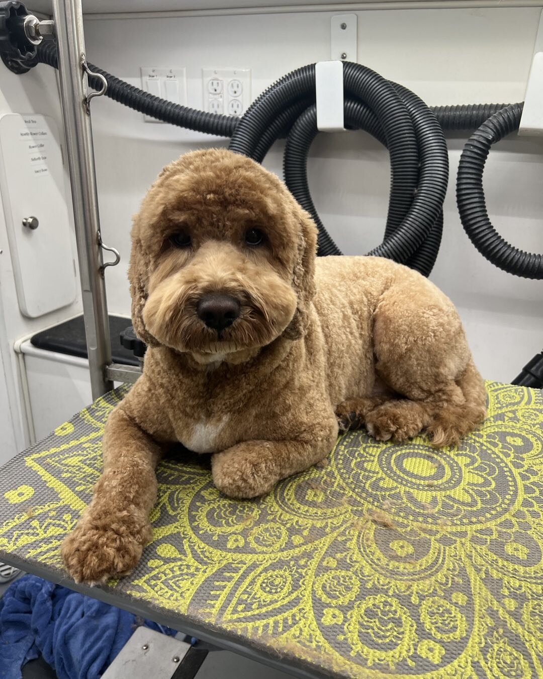 Scout🥰