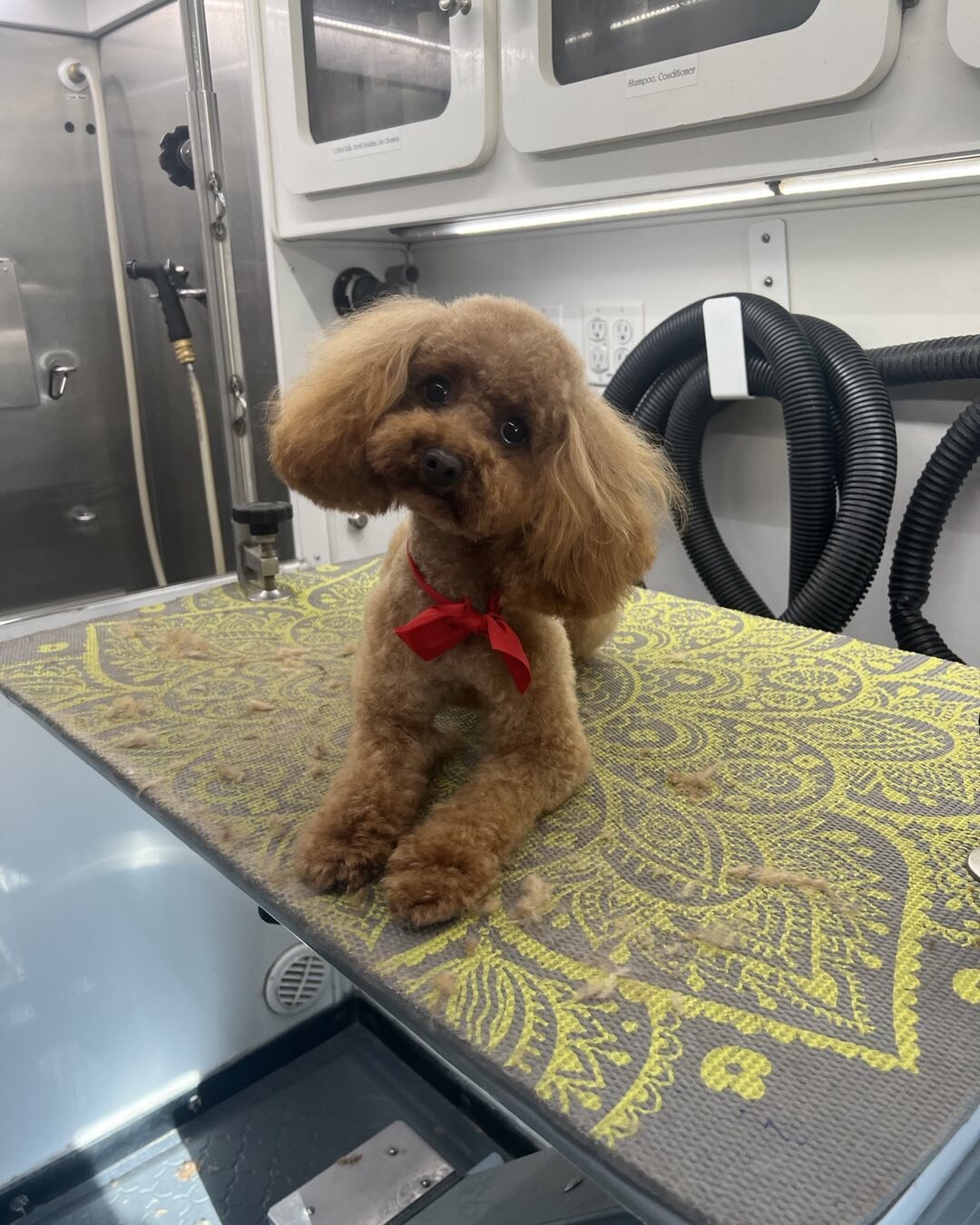 Winston 🥰