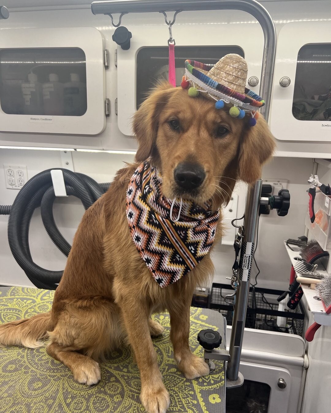 Houey says Feliz Cinco de Mayo!!!