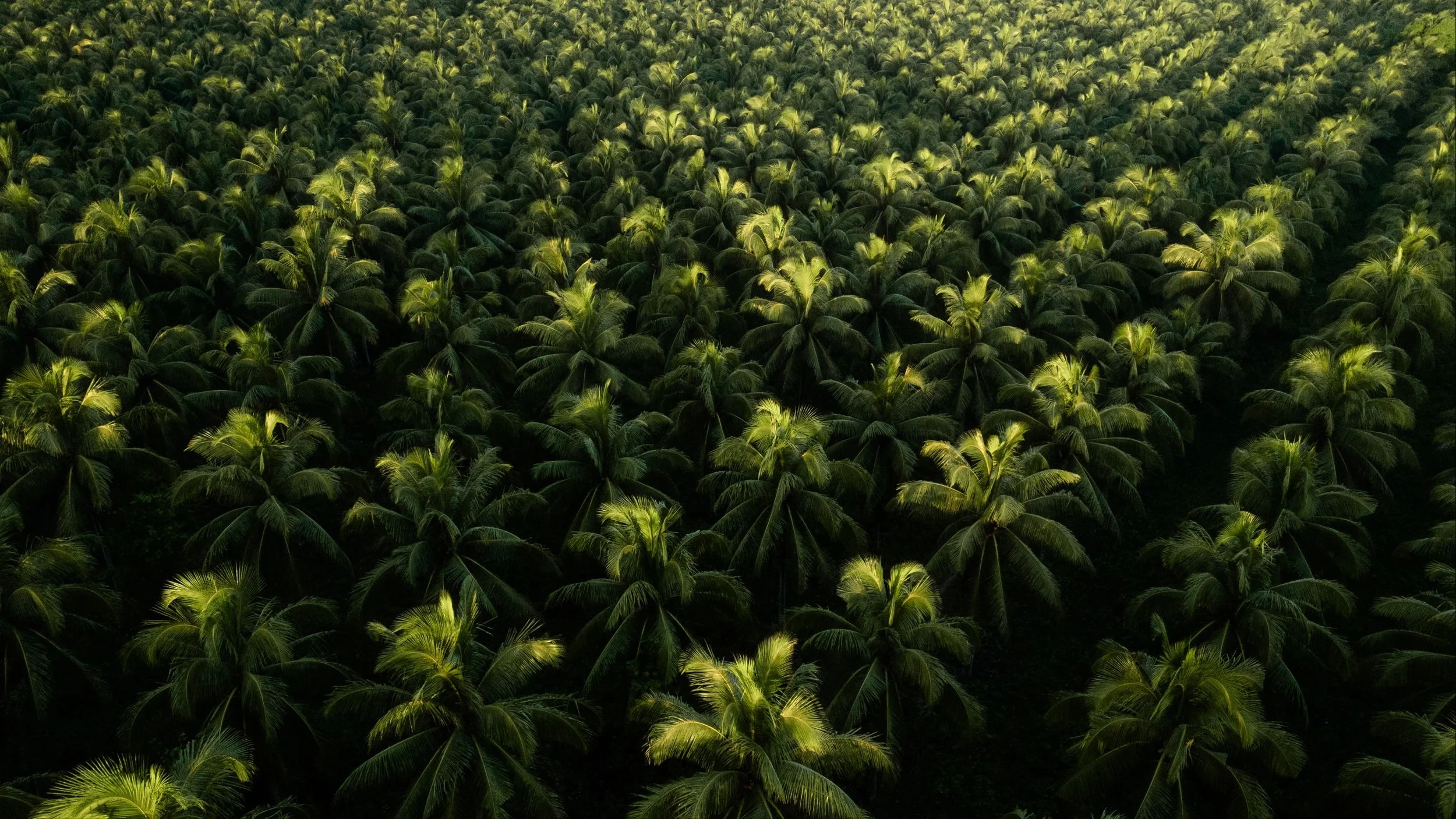 palm trees community women surf.jpg