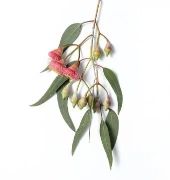 gum leaves.jpg