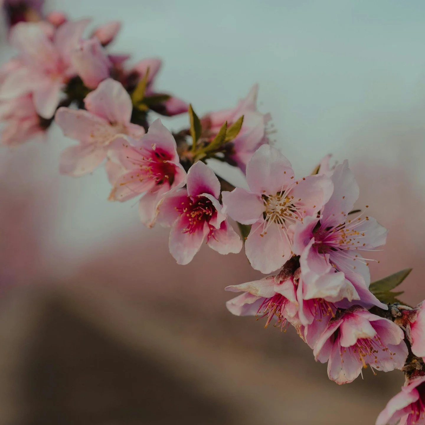 🌸 Springtime Struggles: Navigating Depression 🌼

As nature blooms around us, it's common to feel the pressure to match the vibrancy of the season. However, for many, spring can be a challenging time, marked by the weight of depression. 🌧️

If you 