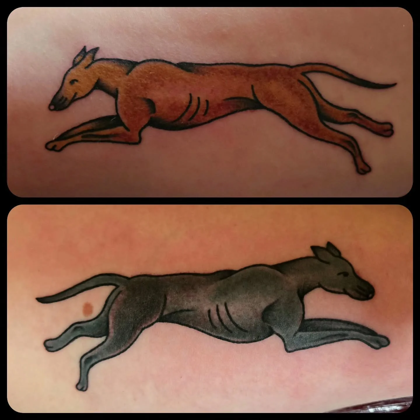 Tattoo by @a.pecantattoo 
#greyhoundtattoo #traditionaltattoo #olympiatattoo #olympia