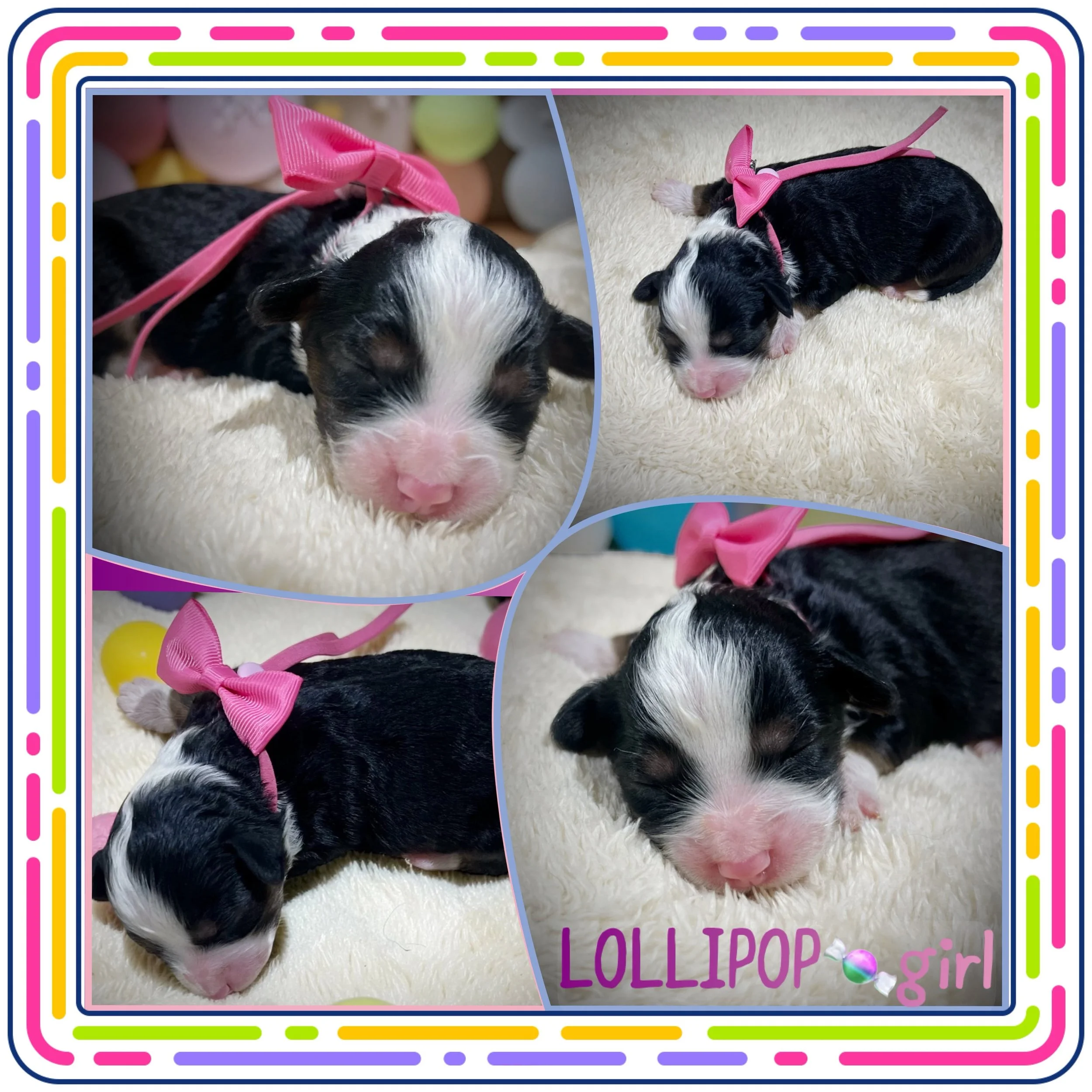 Photo collage of two black and white puppies, both wearing pink bows around their necks, lying on a soft, fluffy white surface, with colorful toys in the background.