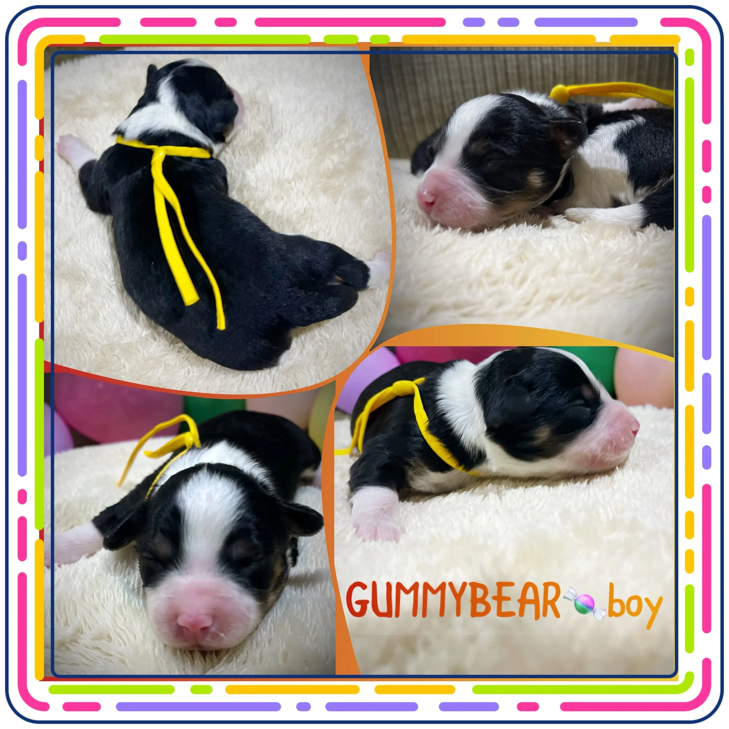 Photo of a newborn black and white puppy lying on a cream fuzzy blanket with his eyes closed and a yellow collar around his neck. The image is part of a colorful border with text that partially reads 'GUMMYBEAR' and 'boy'.