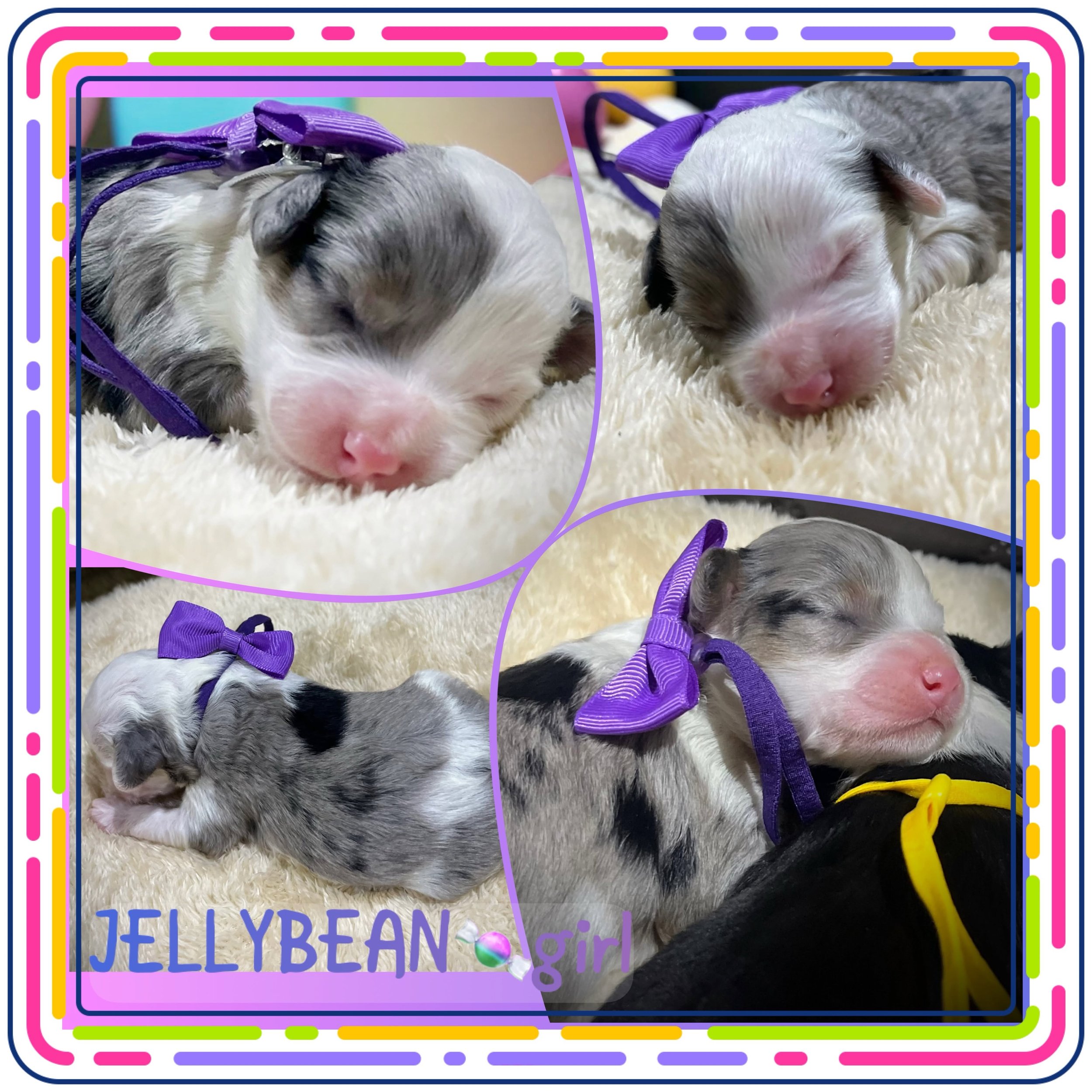 Close-up of four small puppies sleeping on a soft surface, each wearing a purple ribbon collar, with one puppy in the foreground and the others partially visible. The image is framed with colorful dashed lines and decorated with text that reads 'JELLYBEAN girl'.