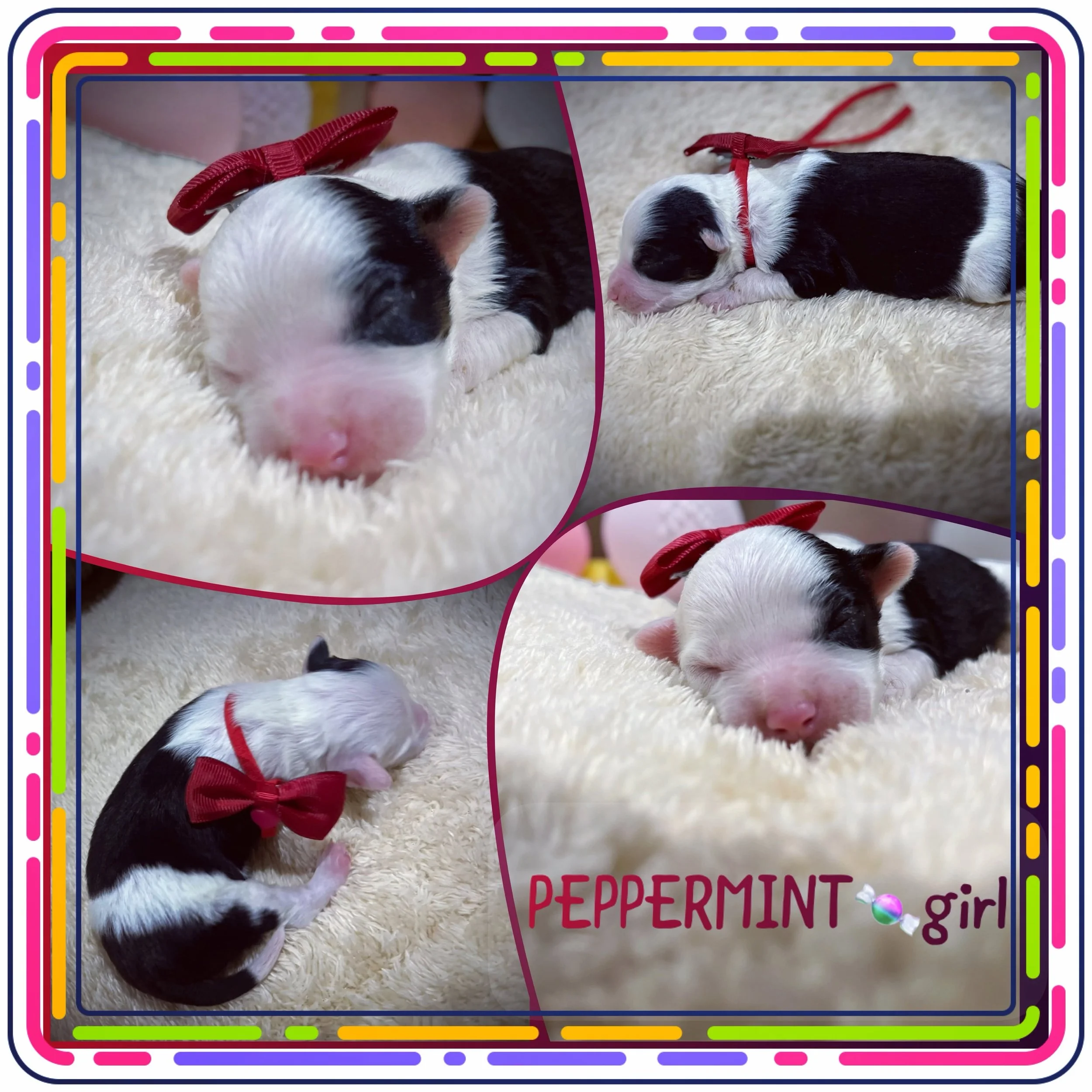 Photo of a black and white puppy with a red collar lying on a soft, cream-colored surface.