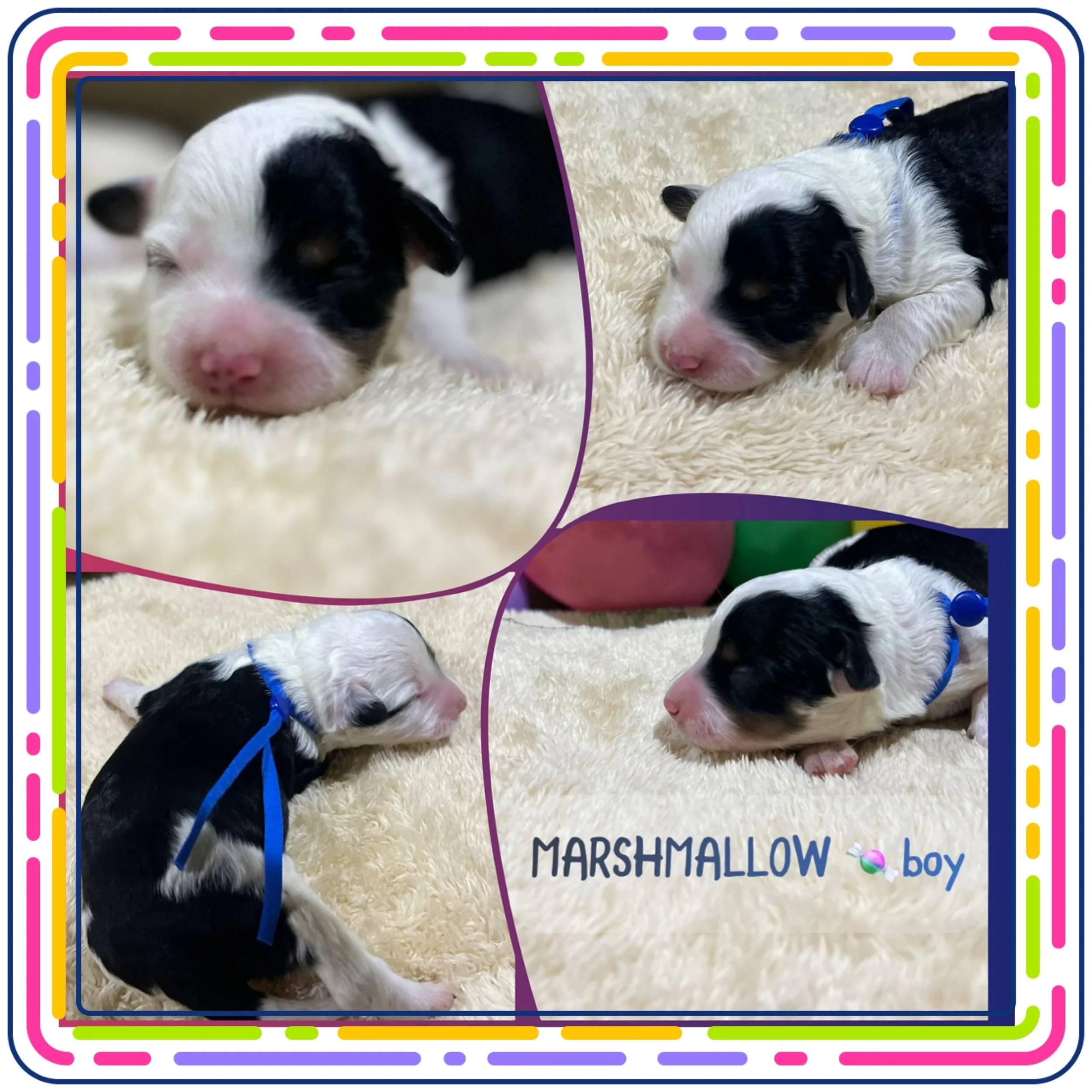 Photograph of a black and white puppy lying on a soft, cream-colored blanket, with a colorful border and text indicating it is a marshmallow boy.