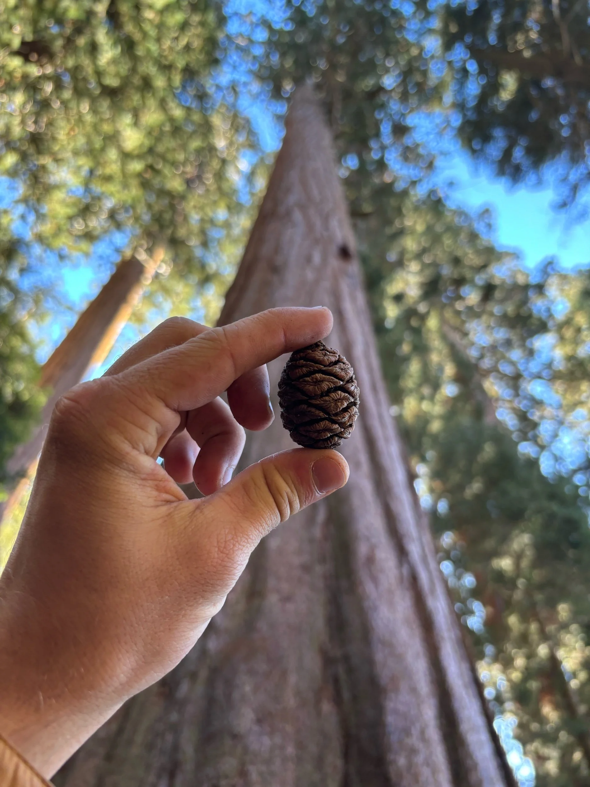 Sequoia National Park