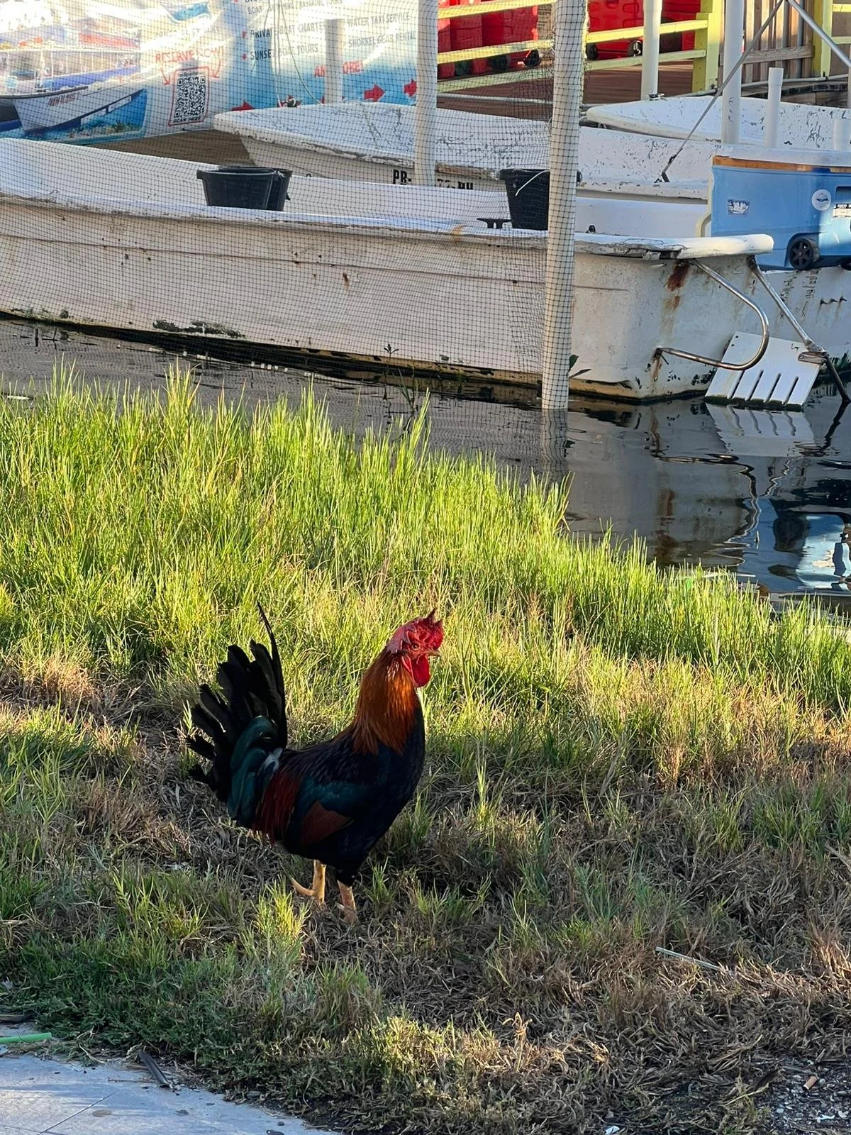 Rooster on patrol