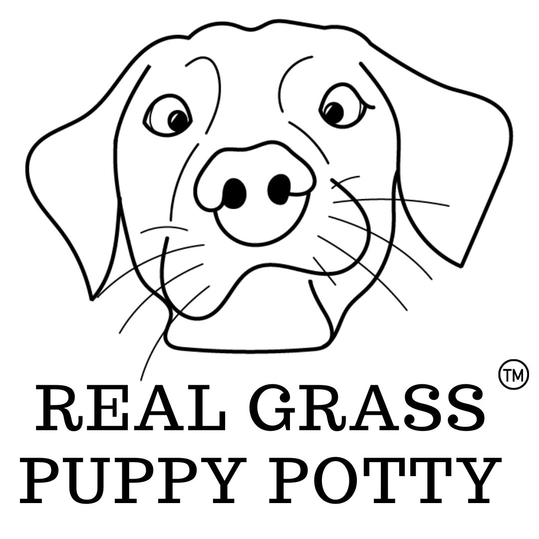 Tips On Toilet Training Real Grass Puppy Potty tips-on-toilet-training-real-grass-puppy-potty