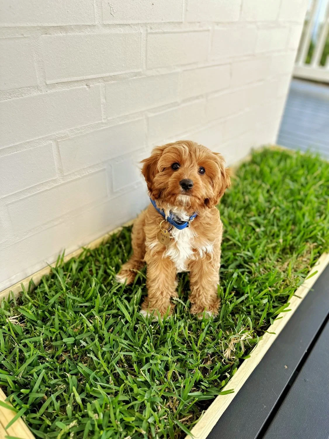 Real Grass Puppy Potty