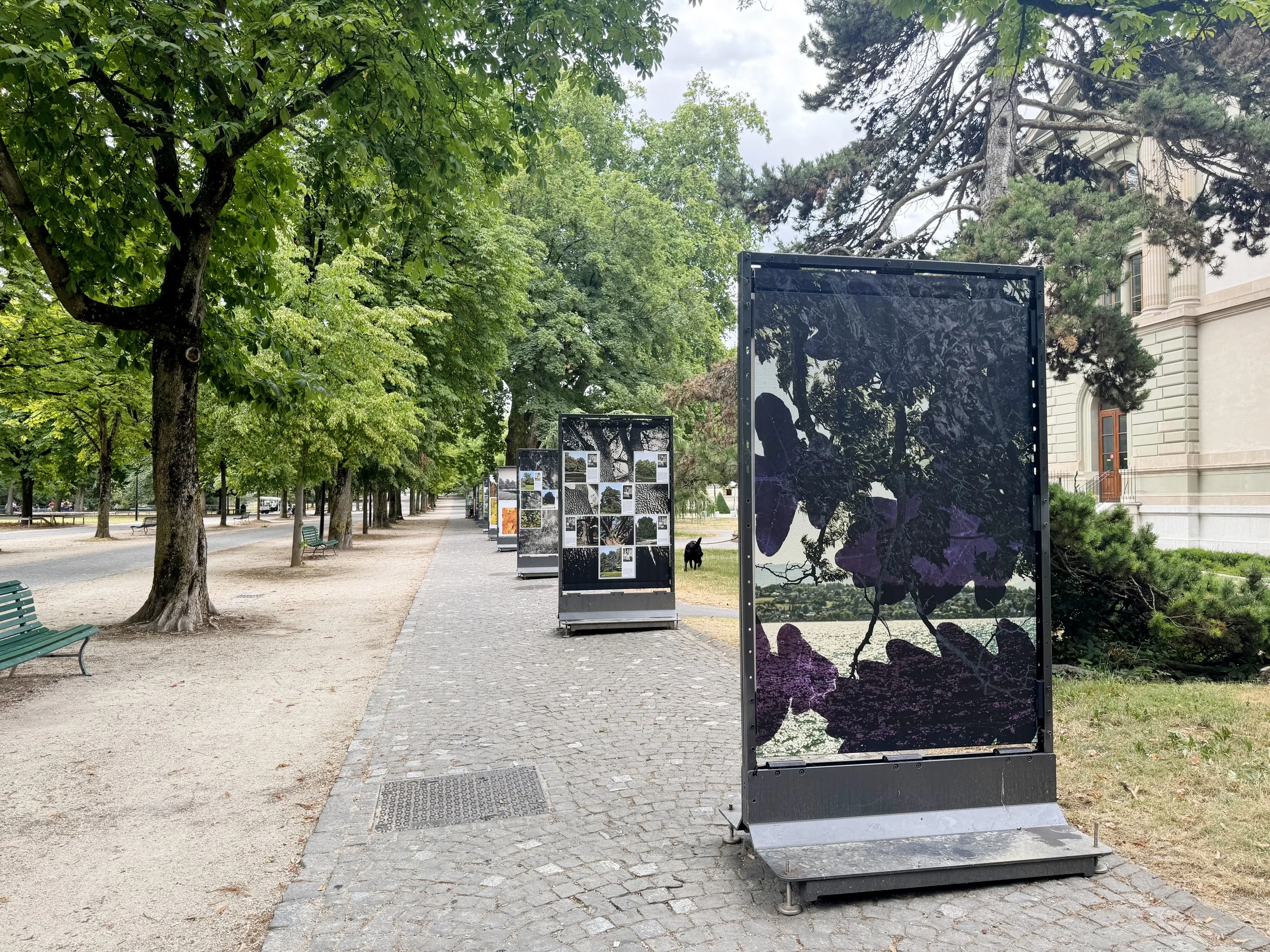 CHRONIQUES DE NOS ARBRES - Exhibition