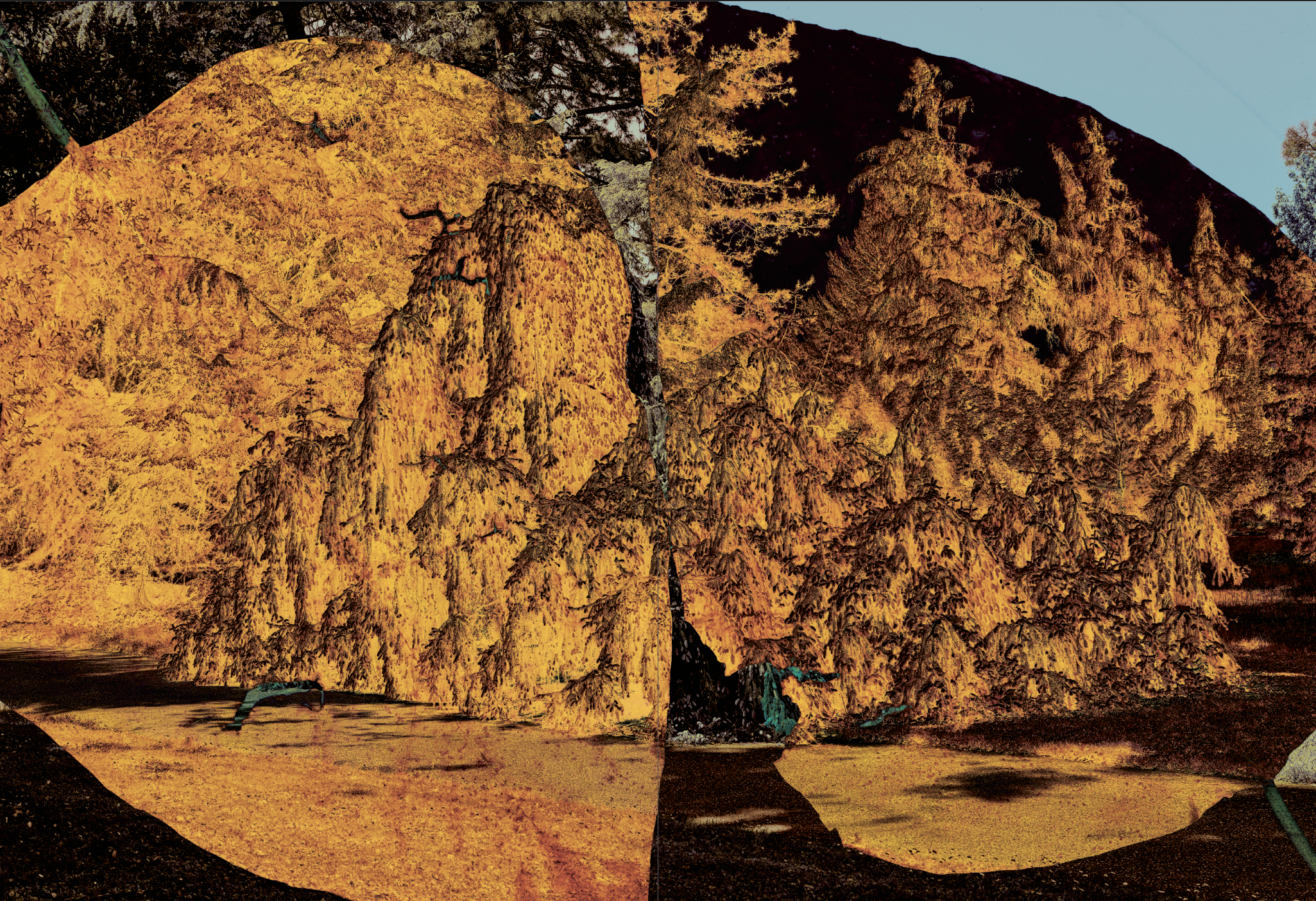 Chroniques de nos arbres - Publication