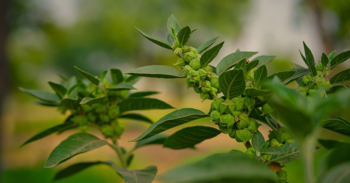 Ashwagandha este o plantă care ajută în combaterea stresului, reglarea somnului și menținerea echilibrul hormonal.