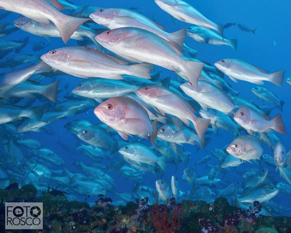 Yongala Fish School