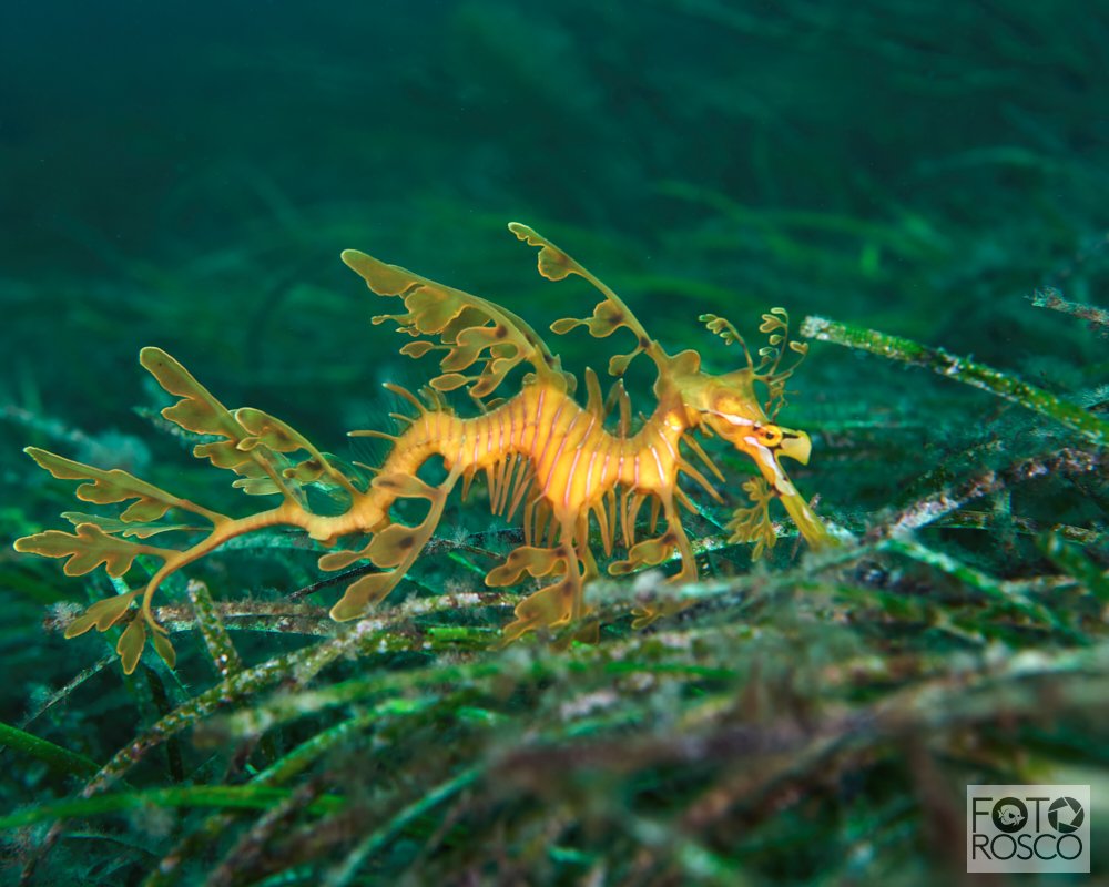 Leafy Seadragon