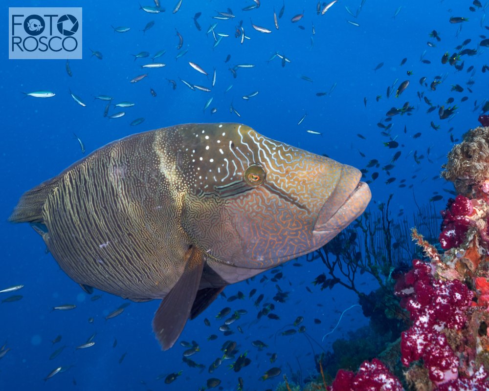 Yongala Wrasse