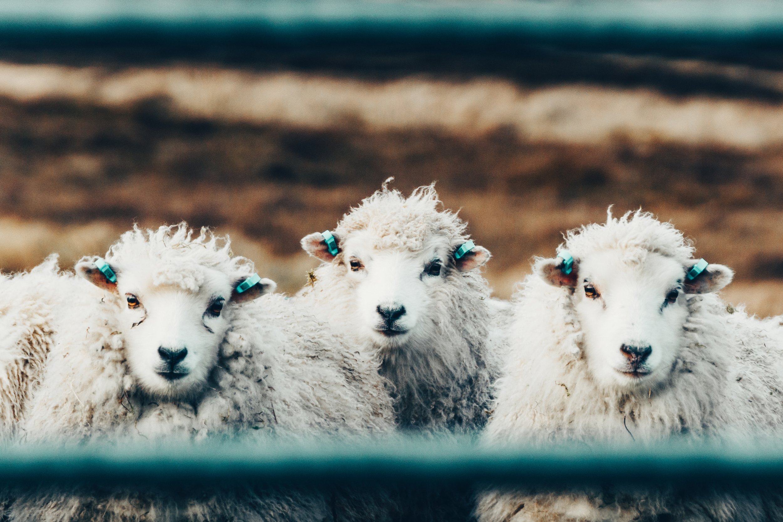 sheep photo 2 from Joy 2021.jpg