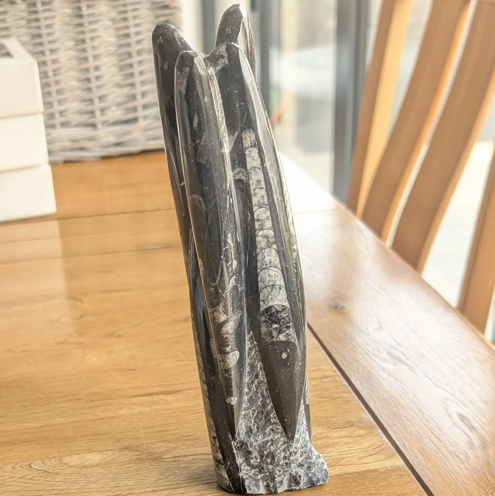 Standing Orthoceras Fossil