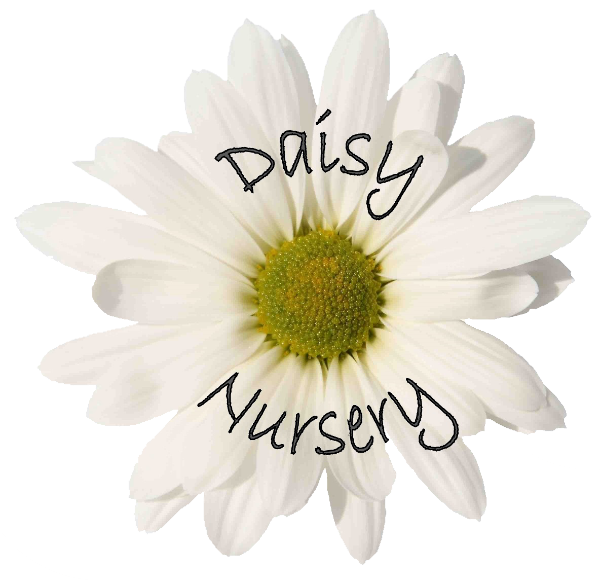 My Daisy Nursery