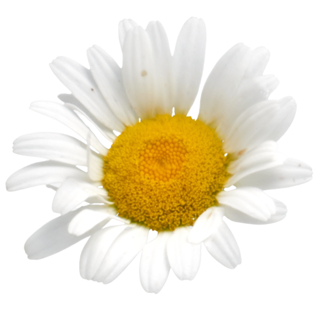 A close-up of a white daisy flower with a yellow center.