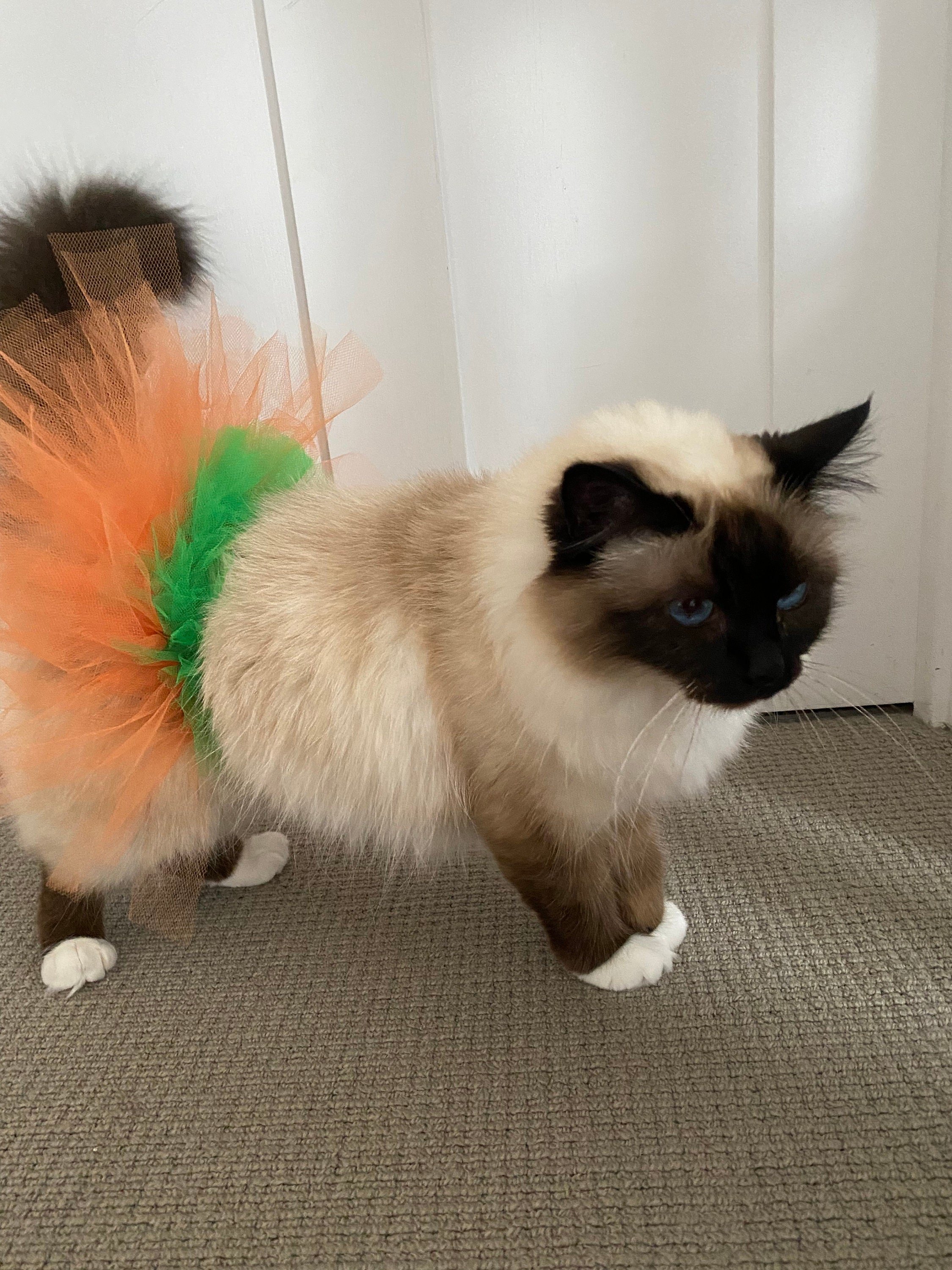 Little Pumpkin Pet Tutu