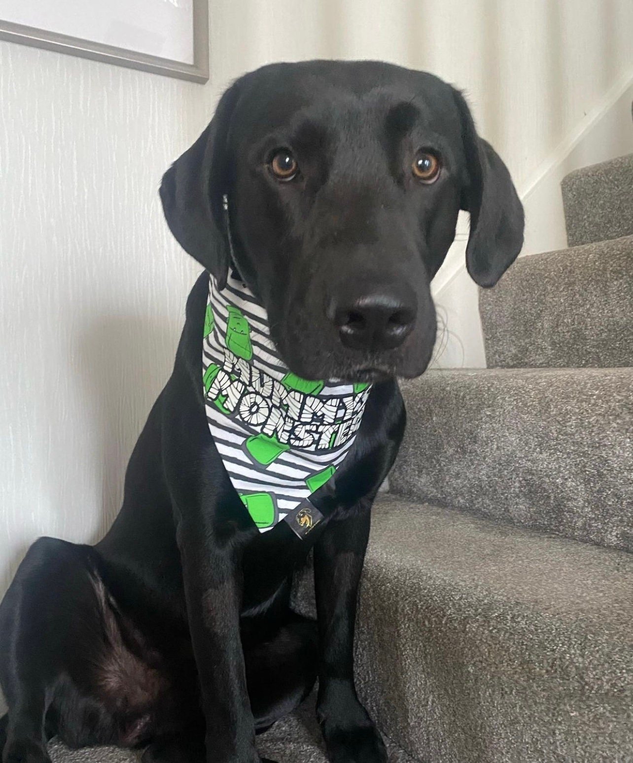Mummy’s Monster Dog Bandana - glow in the dark
