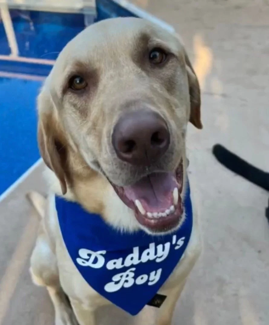 Daddy’s Boy Dog Bandana