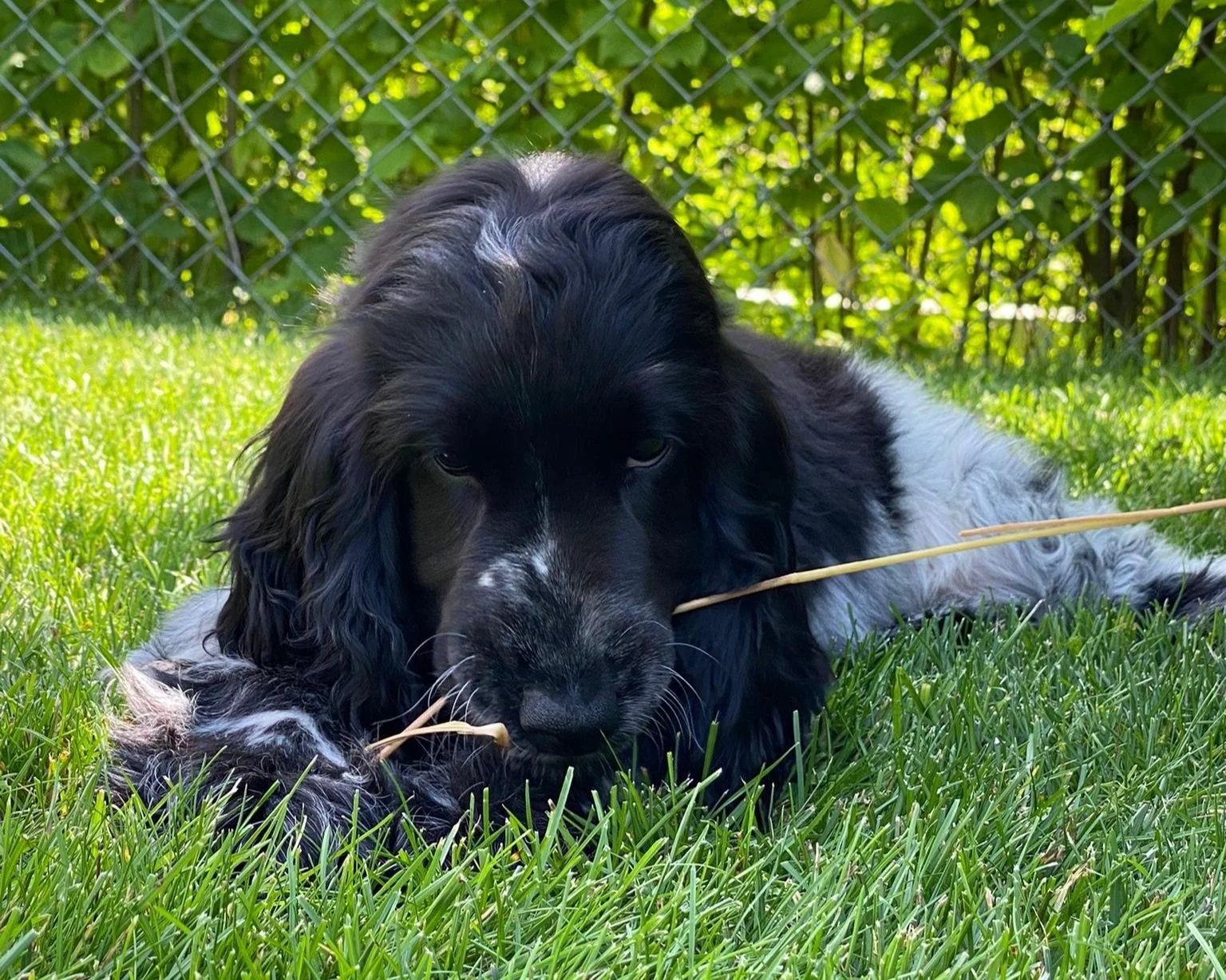 Personalisiertbare Geburtstagskarte Mit Cocker Spaniel | A5 (210x150 Mm), Mit Umschlag