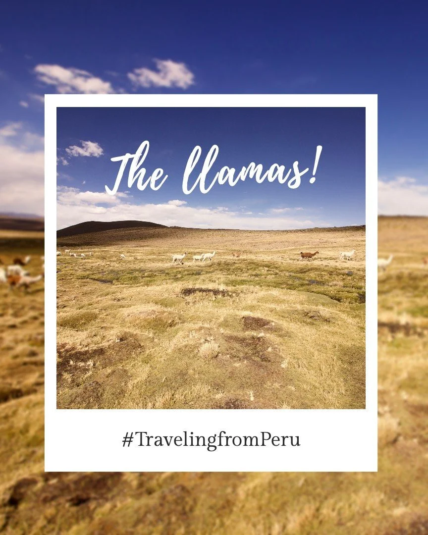 ✈️ They are coming... 🦙🦙🦙
During my recent visit to Peru I made lots of connections with lovely and hard working people. One these connections was with a community of ladies that gather together to make all kind of little felted animals. One of th