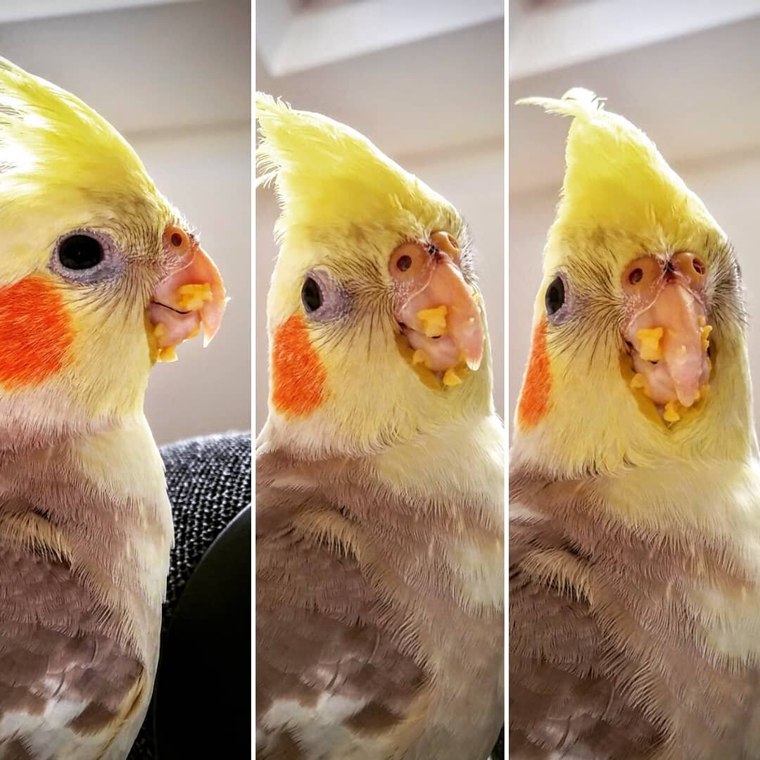 Mmm sweetcorn 😋 
#cockatielsofinstagram