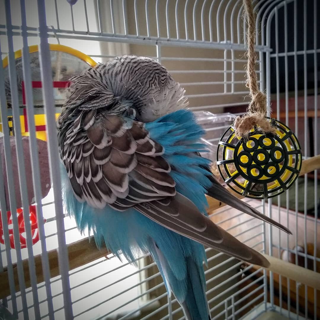 Micro nap 💤🐦#birb #budgiesofinstagram #budgielife #retropets