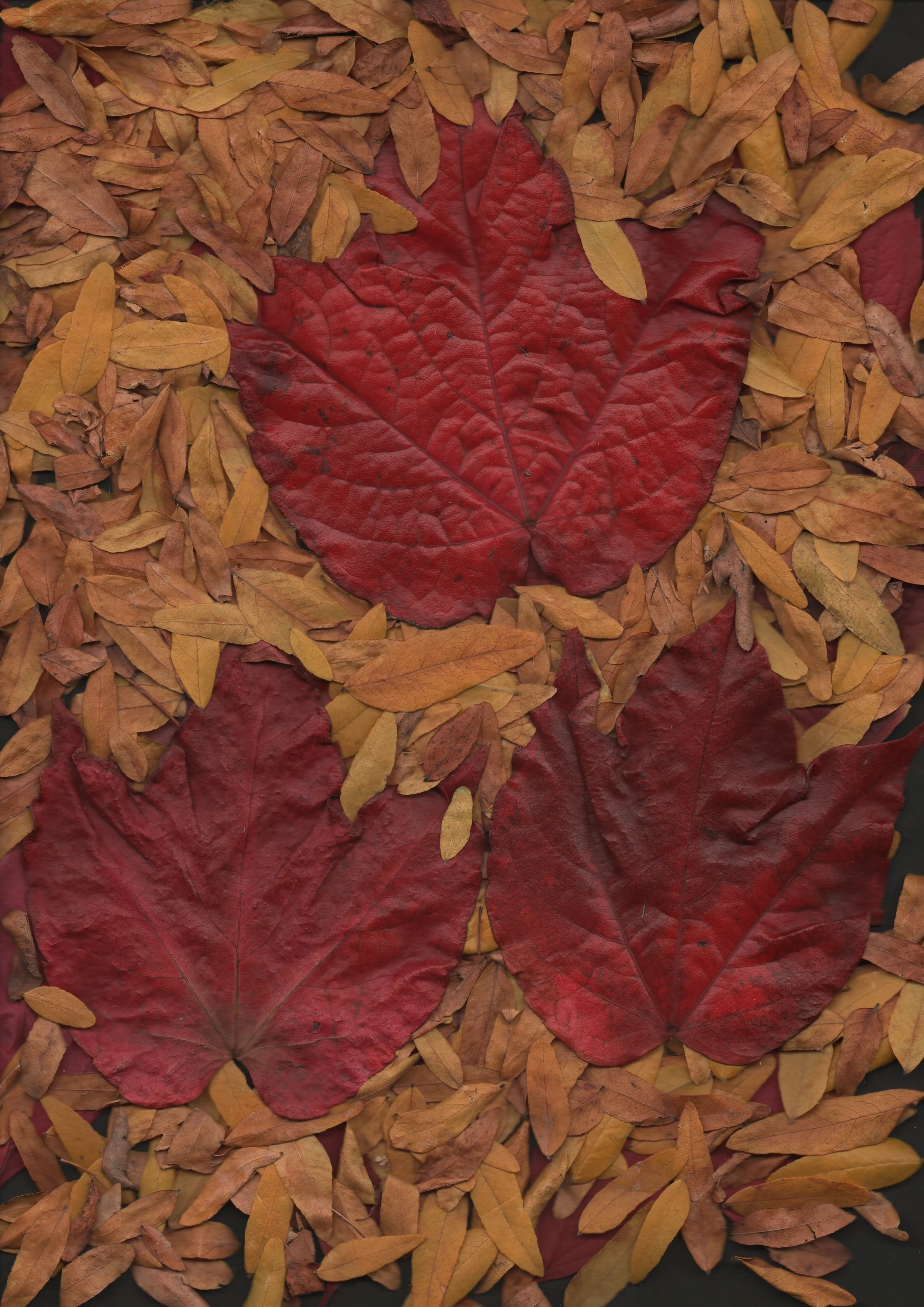 20251018-0035_001 2.JPG