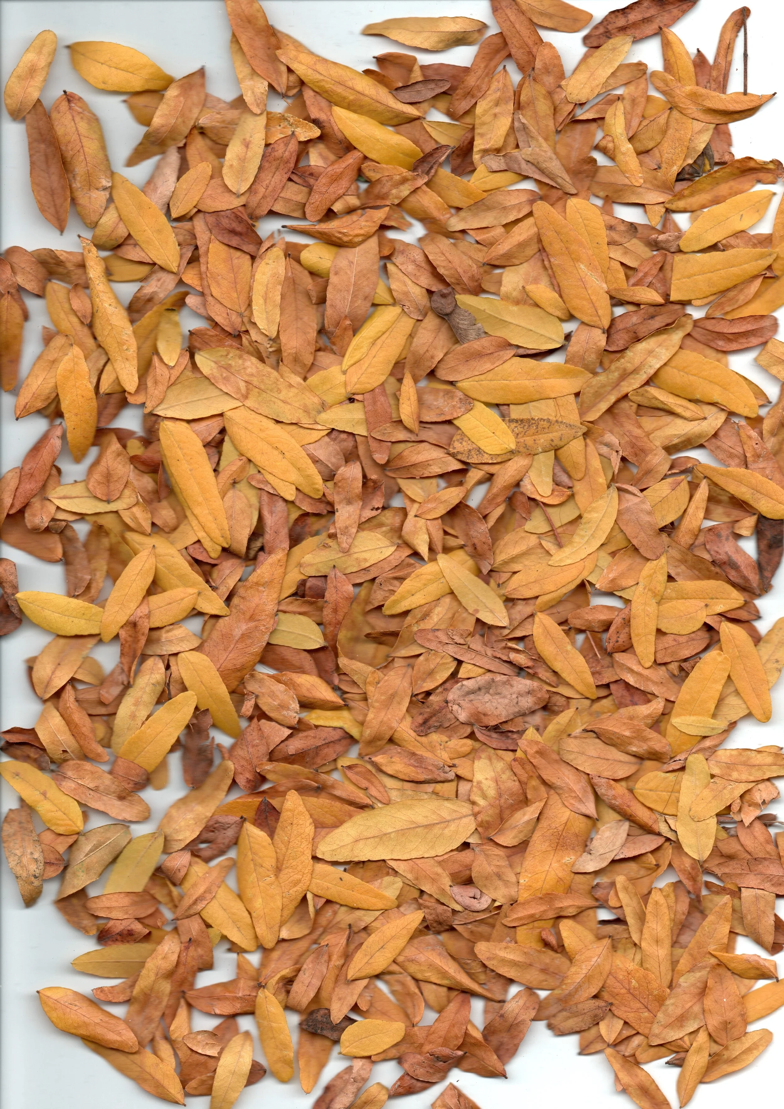 20251017-2359_001 2.JPG