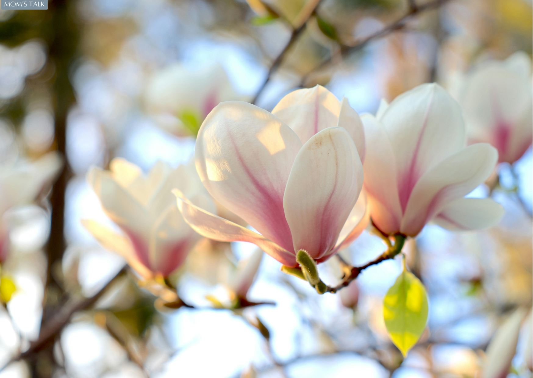 Energy Circle Frühlingsanfang