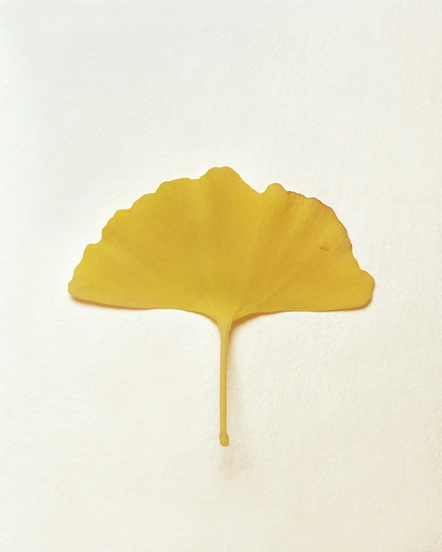 Leaf 2.jpg