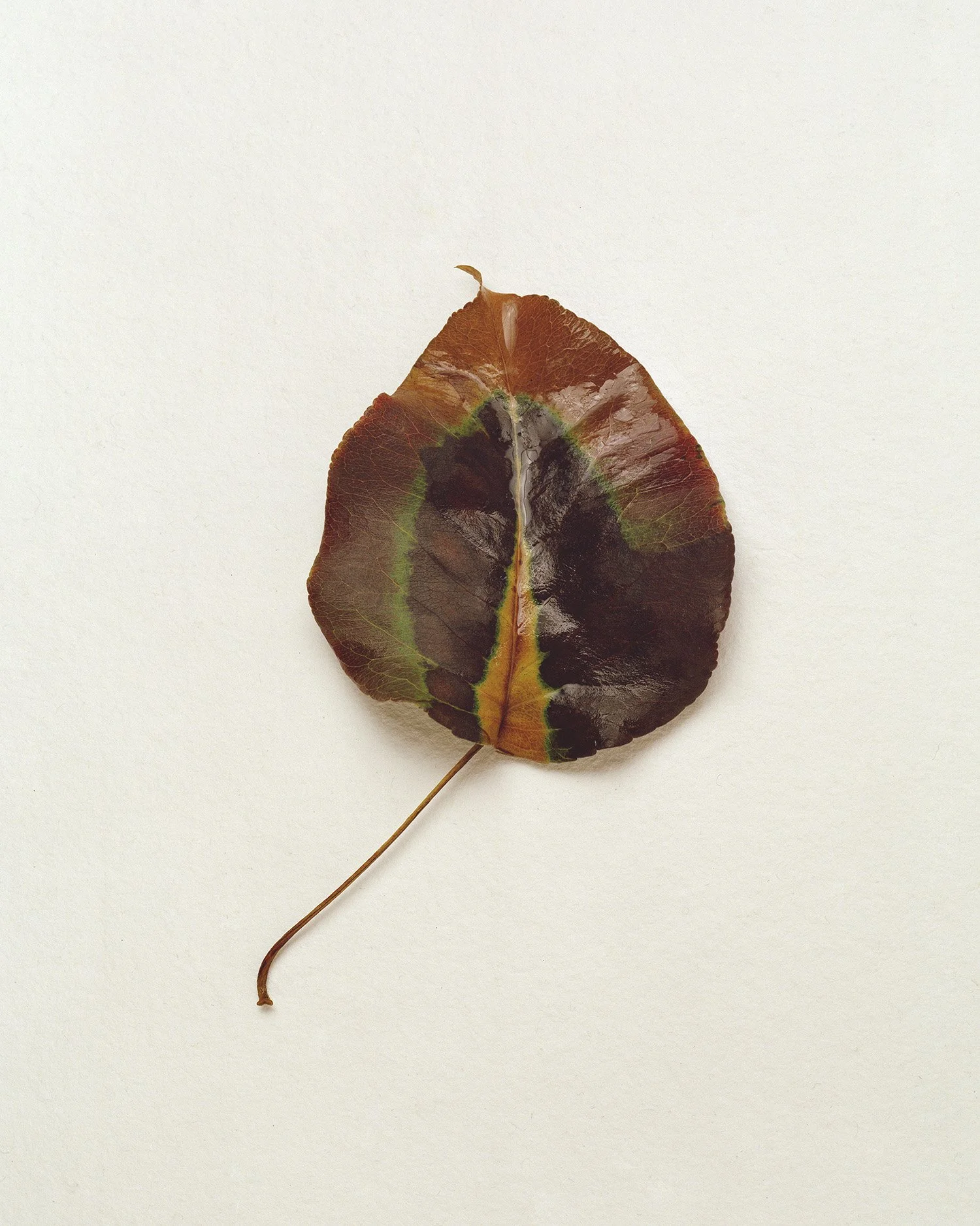 LEAF 3.jpg