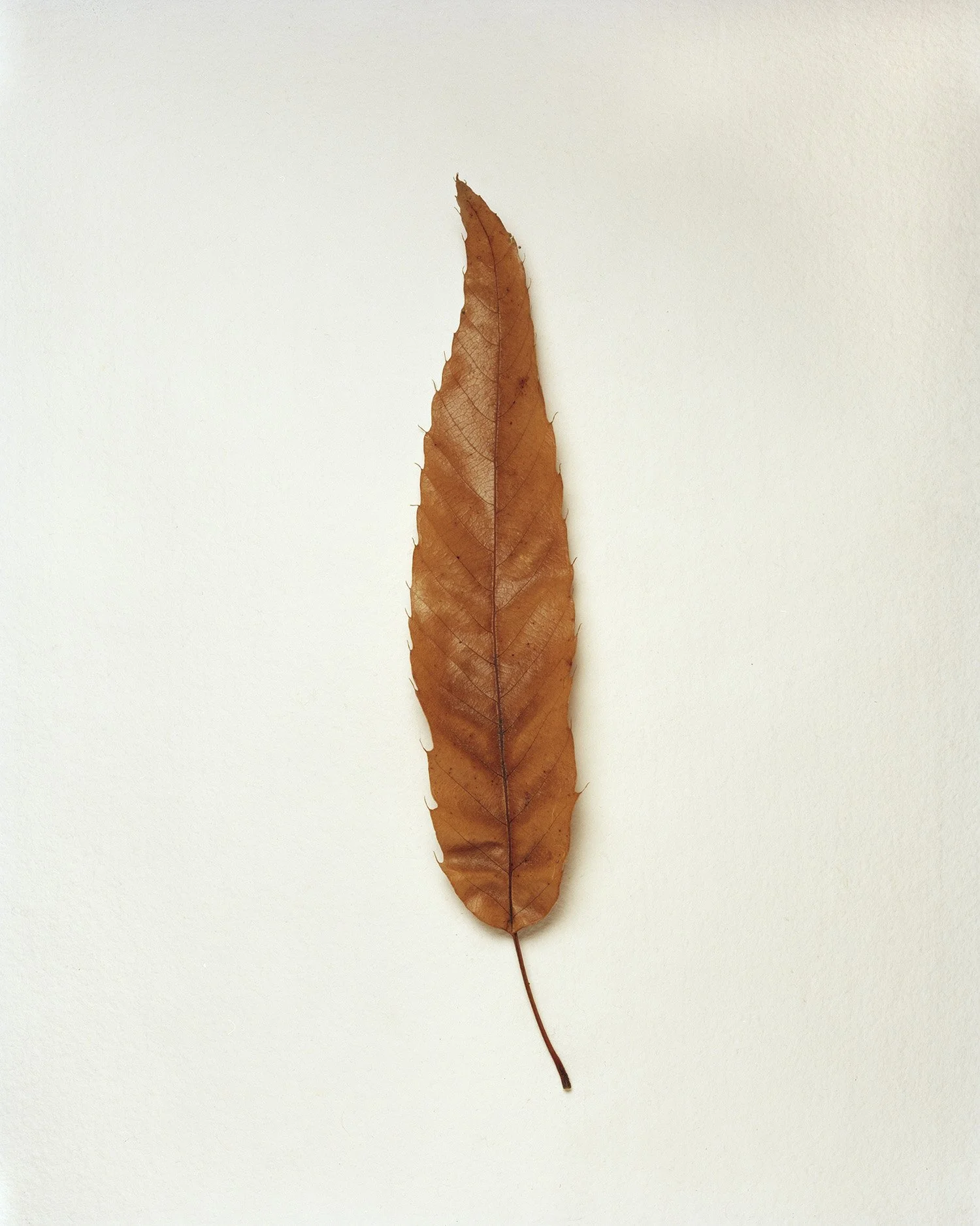 Leaf 7.jpg