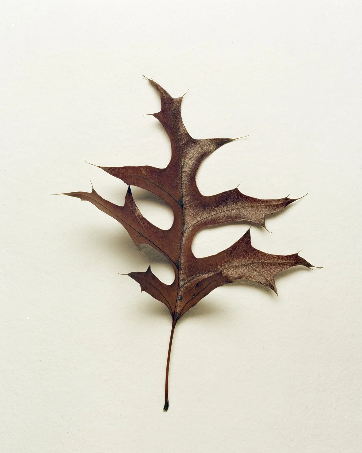Leaf1.jpg