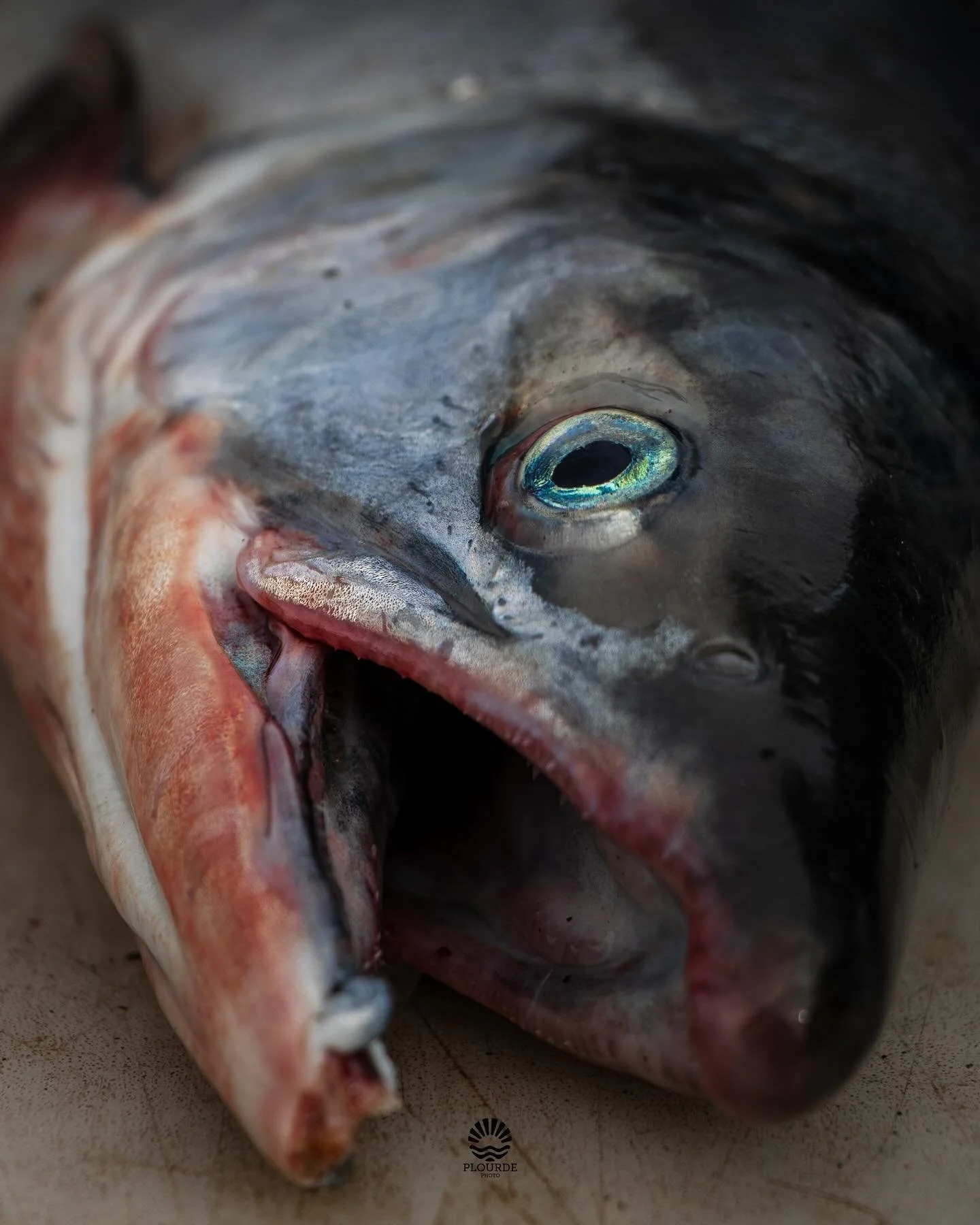 On the chopping block. 
🎞️ @canonusa R8, 18-135mm. 
.
.
.
#salmon #bristolbayalaska #fishing #outdoors #dinner #sonomacountyphotographer
